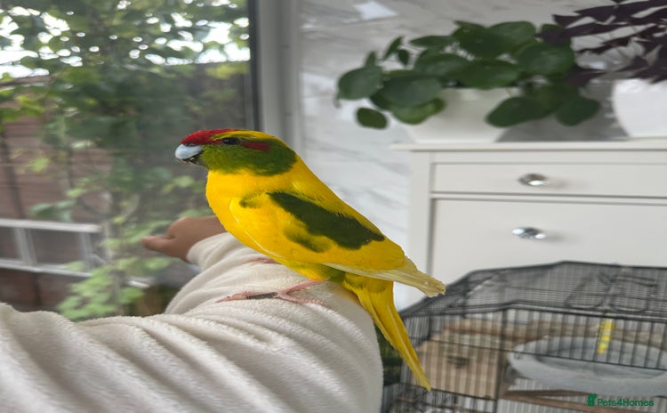 Parakeets birds - Advert 16