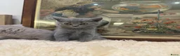 British Shorthair cats for sale: TICA registered Champion Bloodline BSH Kittens - Advert 5