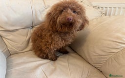 Toy Poodle dogs for adoption: Poppy * Toy Poodle* 240901 - Image 1