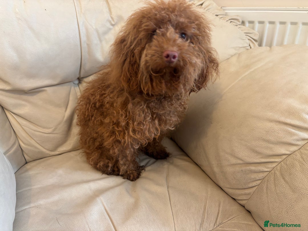 Toy Poodle dogs for adoption: Poppy * Toy Poodle* 240901 - Image 1