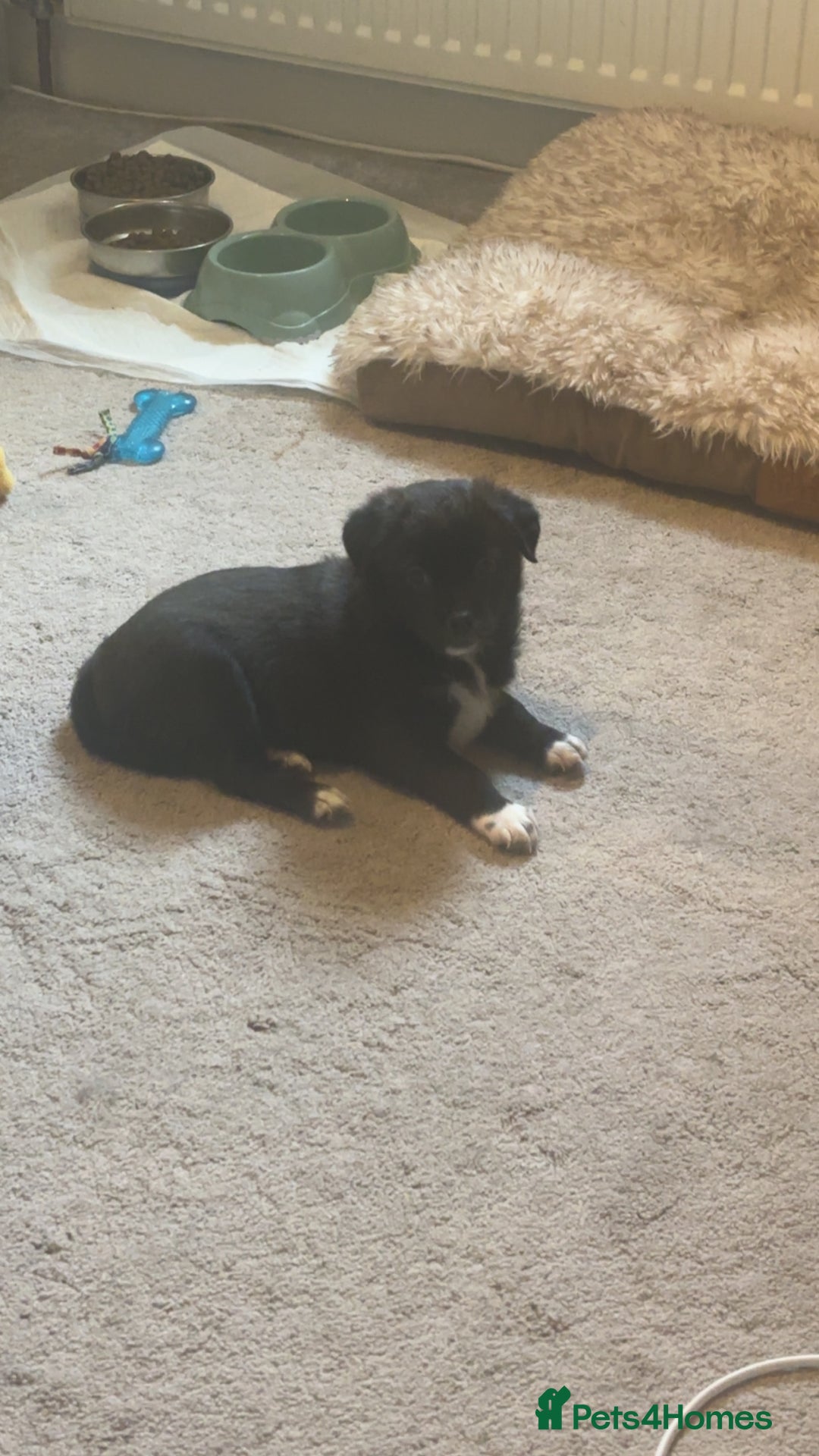 Mixed Breed dogs for sale: Pomsky/ La Pom mix puppies  - Image 2