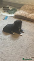 Mixed Breed dogs - Advert 2