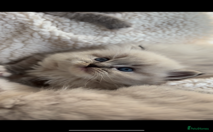 Ragdoll cats - Advert 1