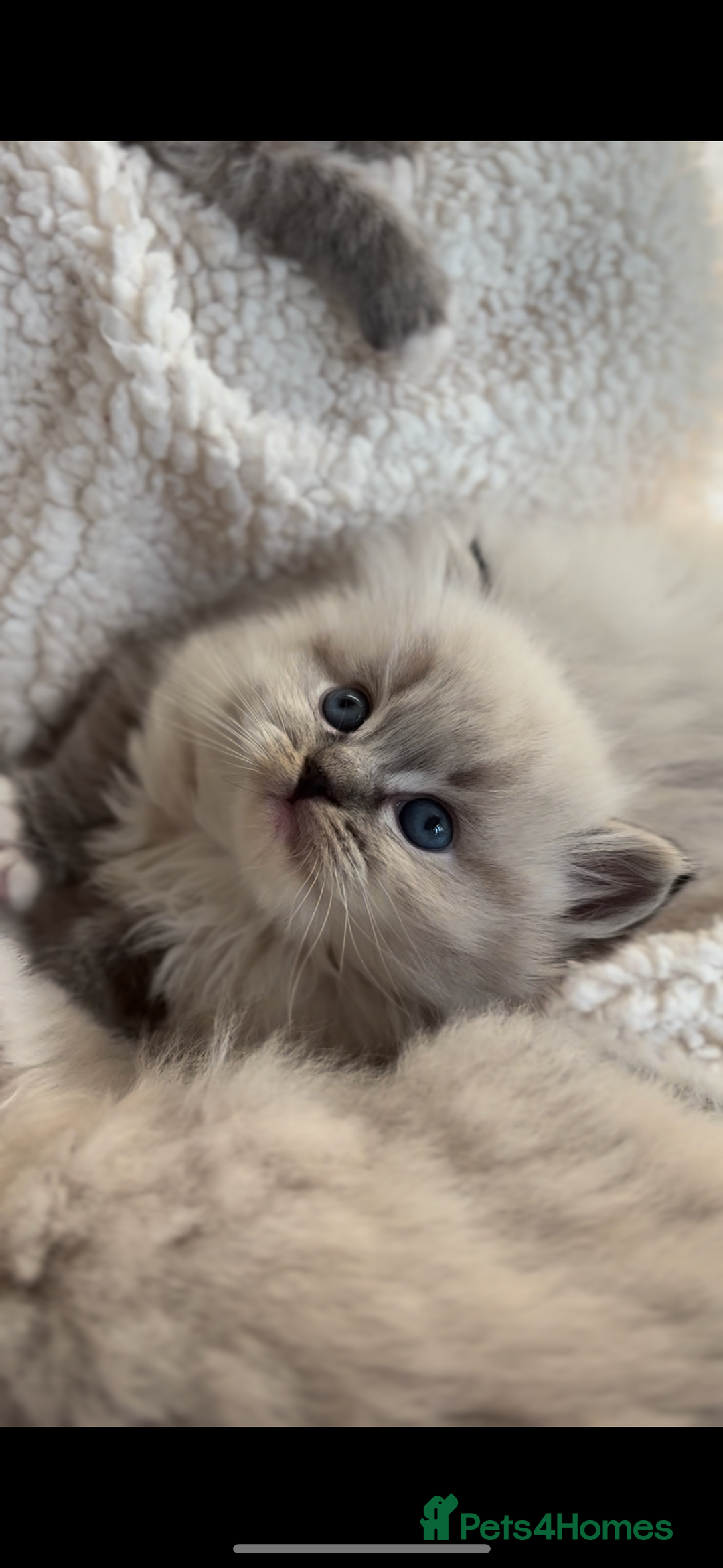 Ragdoll cats for sale: 🌟TICA🌟Champion Ragdoll🏆🏆🏆 - Image 1