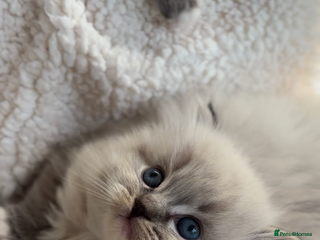 Ragdoll cats - Advert 6