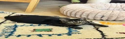 Domestic Shorthair cats for sale: Temporary foster home needed for my two cats in Birmingham - Advert 4