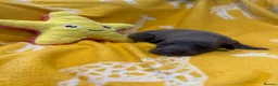 Whippet dogs for sale: Stunning kc reg blue whippet pups  - Advert 8