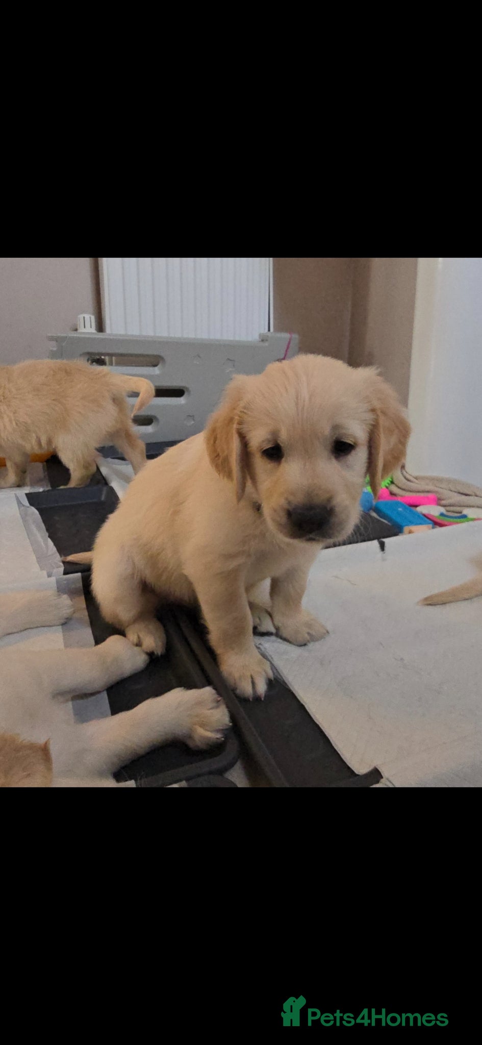 Golden Retriever dogs Stunning KC golden retriever puppies - Advert 20