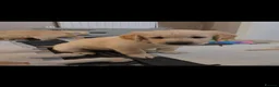 Golden Retriever dogs for sale: Stunning KC golden retriever puppies - Advert 2