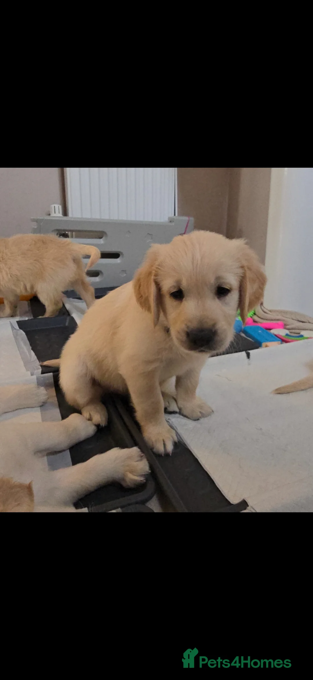 Golden Retriever dogs for sale: Stunning KC golden retriever puppies - Advert 2