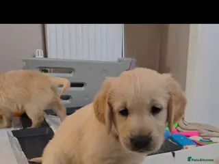 Golden Retriever dogs Stunning KC golden retriever puppies - Advert 20