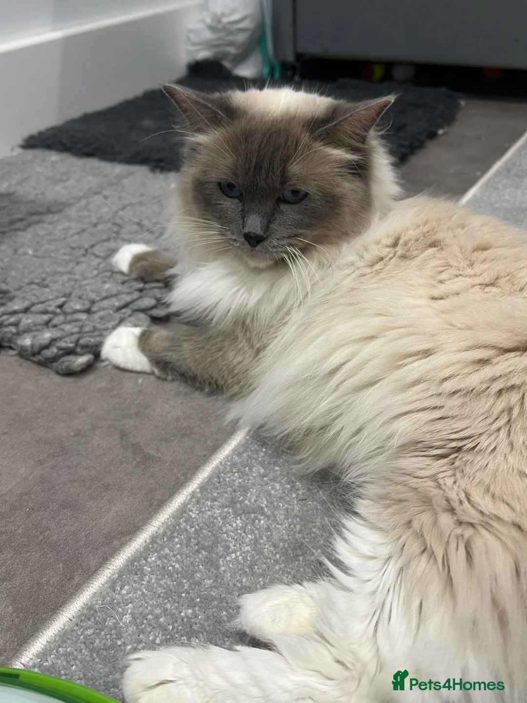 Ragdoll cats for sale: RAGDOLL KITTENS in Colchester - Advert 16