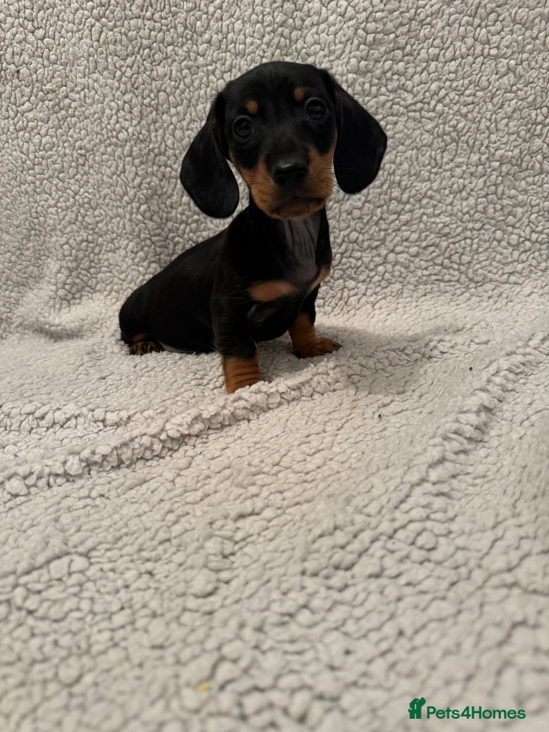 Miniature Dachshund dogs for sale: Miniature dachshund READY NOW - Advert 9