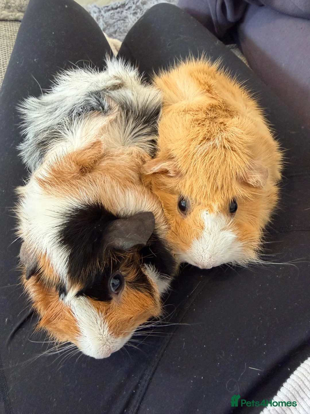 Guinea Pig rodents for sale: Mother and baby guinea pig in Peterborough - Advert 1