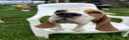 Beagle dogs for sale: STUNNING LITTER OF KC REG CHAMPION LINE BEAGLES  - Advert 7