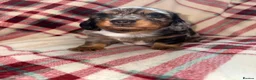 Dachshund dogs for sale: Quality Dachunds - Advert 8