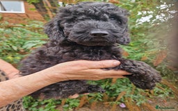 Cockapoo dogs for sale: SIMPLY UNIQUE SHOW TYPE F1b COCKAPOOS - Image 14