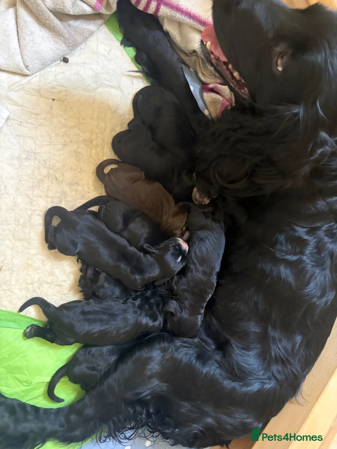 Sprocker dogs for sale: Gorgeous Sprocker spaniels for sale in West Byfleet - Advert 1