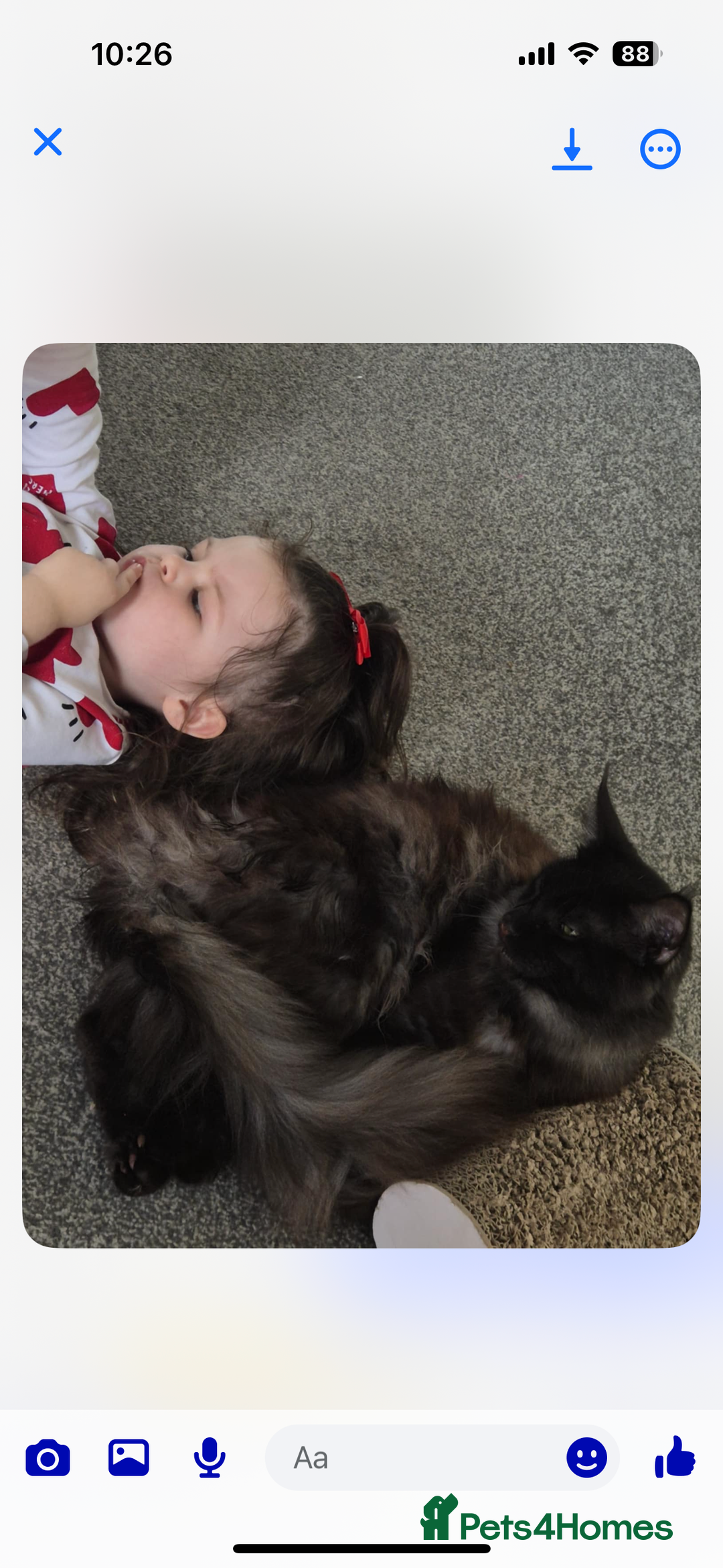 Maine Coon cats for sale: Maine coon boy  - Image 3