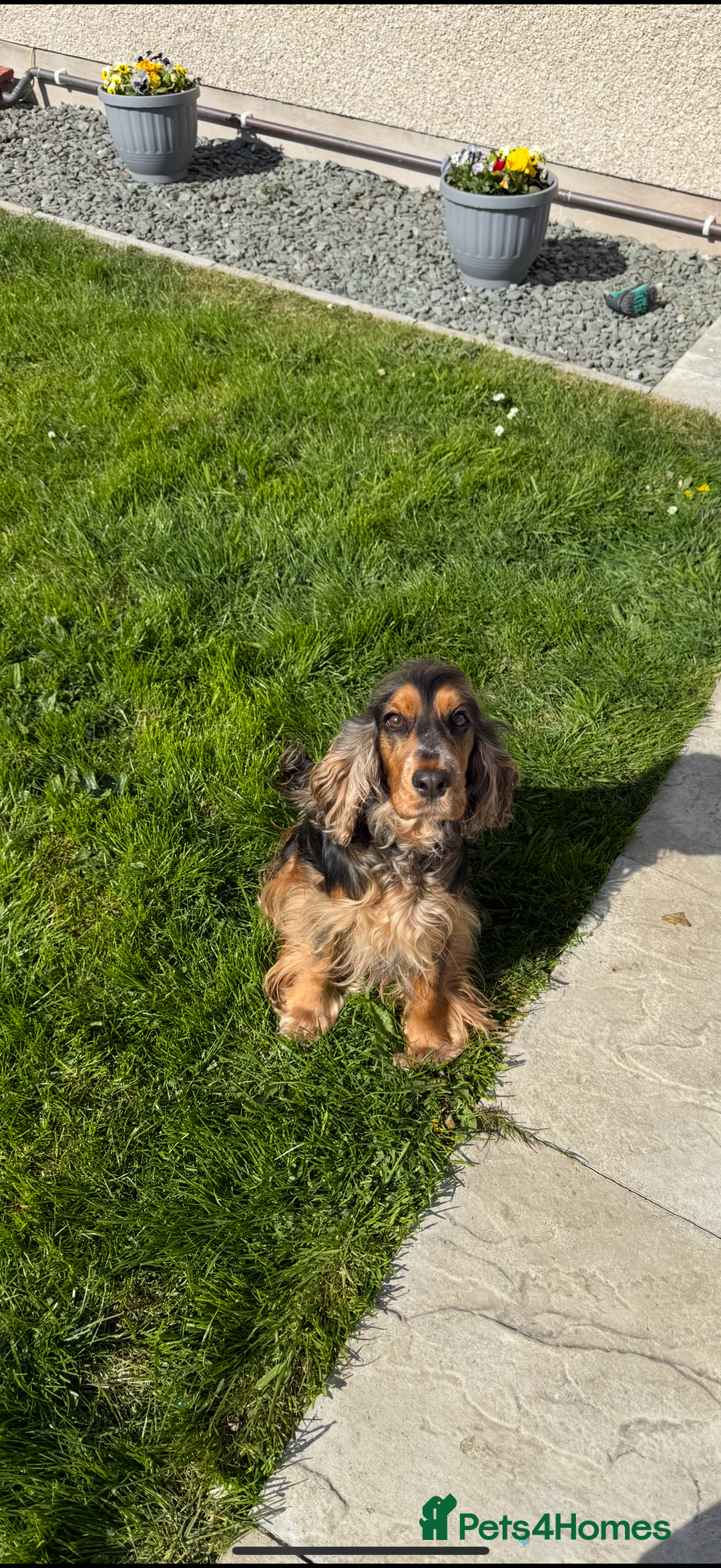Cocker Spaniel dogs for sale: Looking to rehome our beautiful cocker spaniel  - Image 3