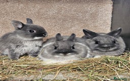 Netherland Dwarf rabbits for sale: Smoke Pearl Netherland Dwarfs all bucks  - Image 3