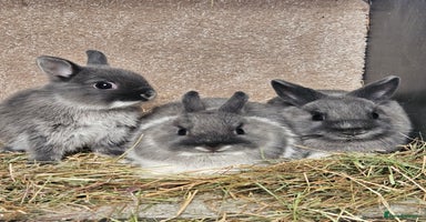 Netherland Dwarf rabbits - Advert 2
