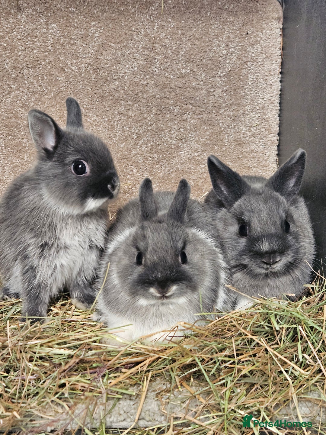 Netherland Dwarf rabbits for sale: Smoke Pearl Netherland Dwarfs all bucks  - Image 3