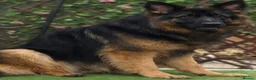 German Shepherd dogs for sale: Beautiful Long coat GSD puppies - Advert 7