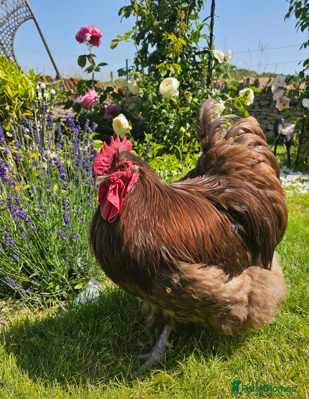 Chickens poultry for sale: Pure Breed BIG Rare Colour Orpington Flock - Image 3