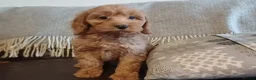 Cockapoo dogs for sale: Cockapoo puppies for sale - Advert 29