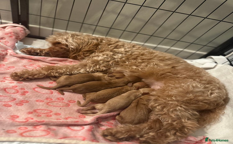 Cavapoo dogs Stunning F1B Cavapoo puppies  - Advert 14