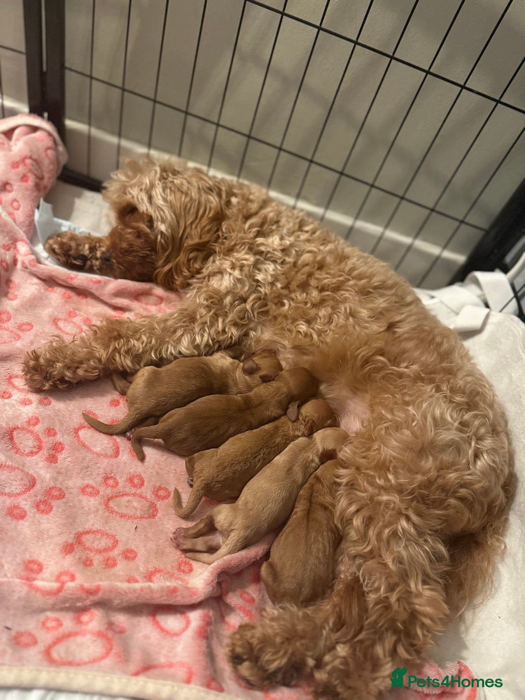 Cavapoo dogs for sale: Stunning F1B Cavapoo puppies  - Advert 6