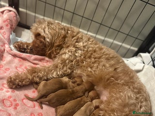 Cavapoo dogs Stunning F1B Cavapoo puppies - Advert 12