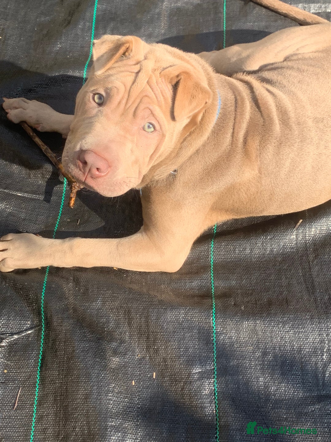 Mixed Breed dogs for sale: Milo  - Image 2