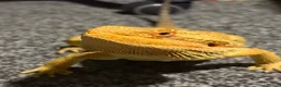 Bearded Dragon reptiles for sale: Bearded dragon male - Advert 5