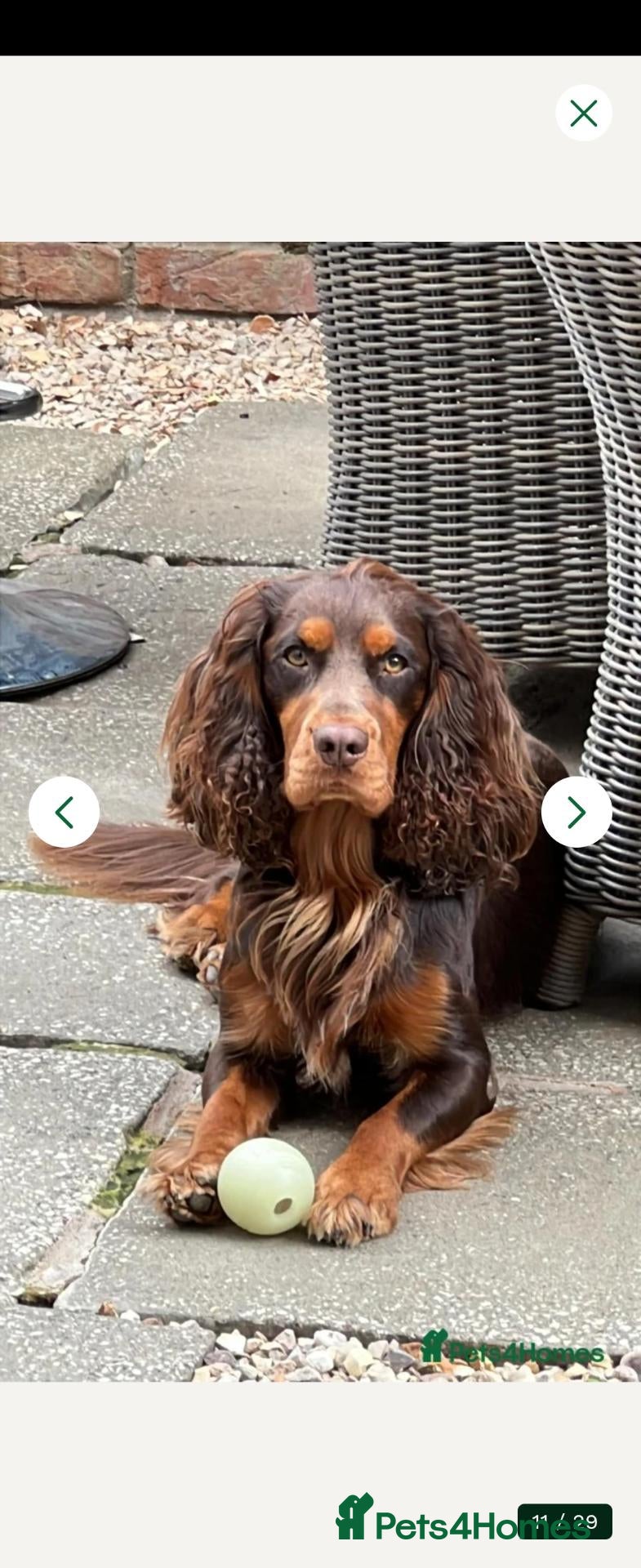 Cocker Spaniel dogs Cocker spaniel puppies - Advert 2