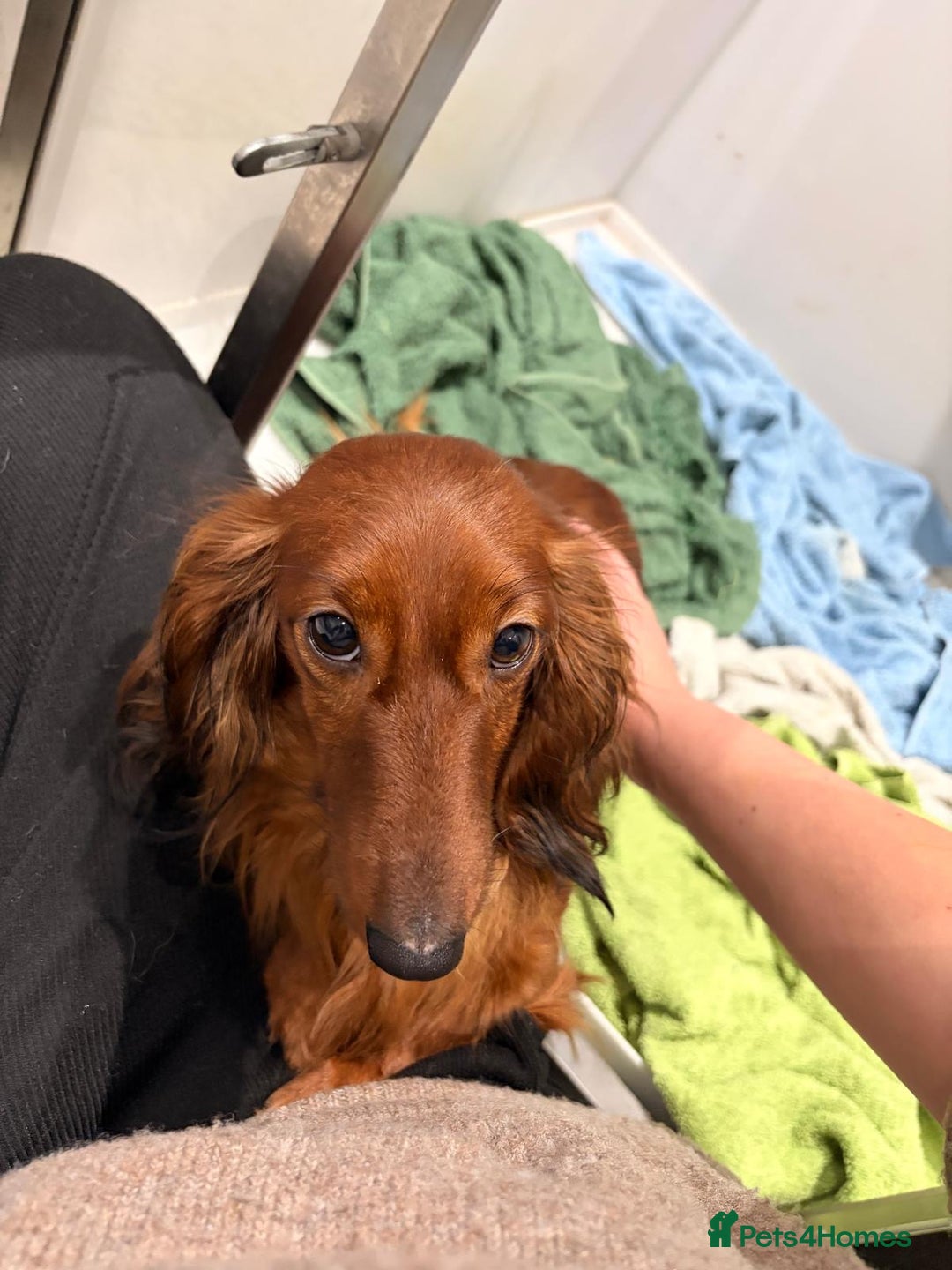 Miniature Dachshund dogs for sale: Quality Russian shaded red minis - Advert 24