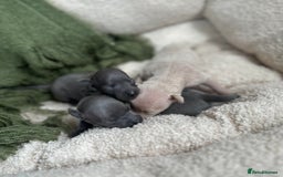 Italian Greyhound dogs for sale: Beautiful Italian greyhounds - Polish Bloodlines - Image 16