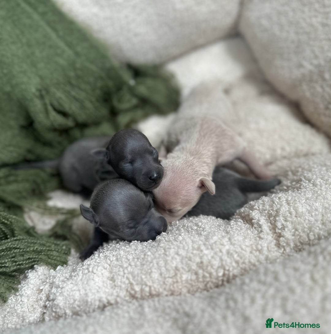 Italian Greyhound dogs for sale: Beautiful Italian greyhounds - Polish Bloodlines - Image 16