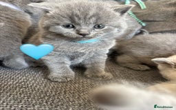 British Shorthair cats for sale: British Shorthair Kittens   - Image 3