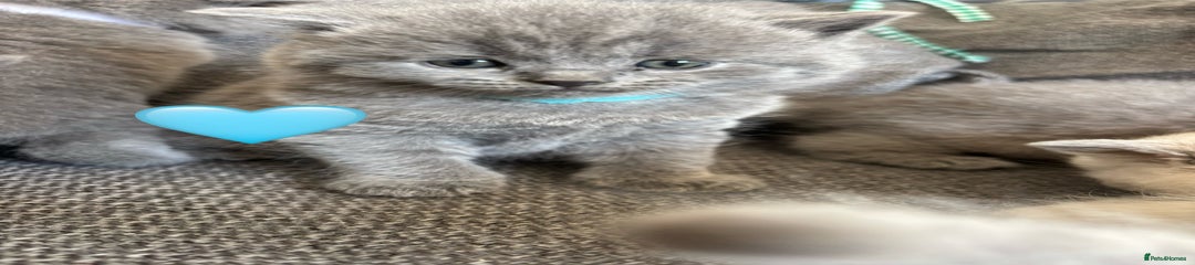 British Shorthair Kitten 1