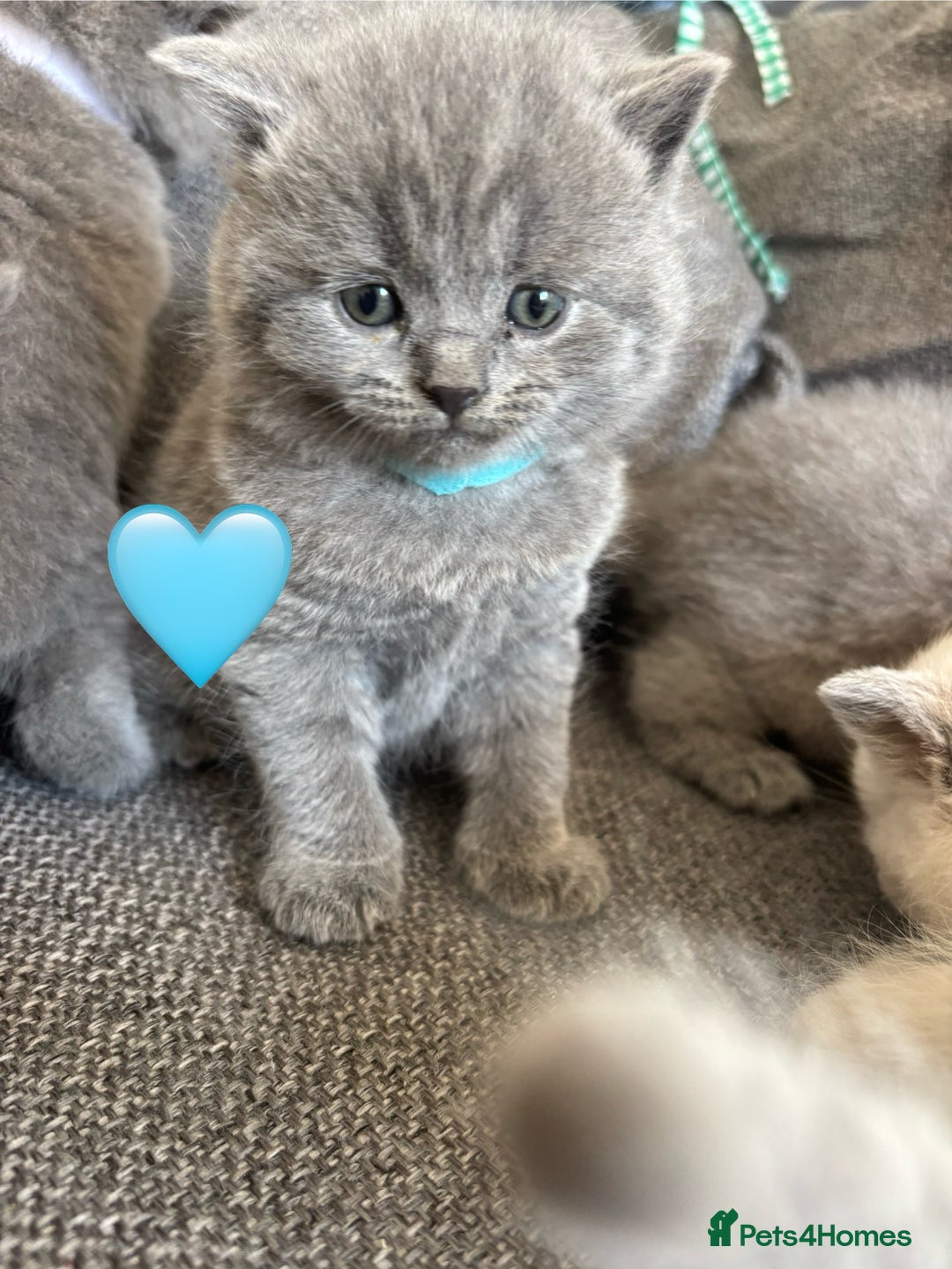 British Shorthair cats for sale: British Shorthair Kittens   - Image 3