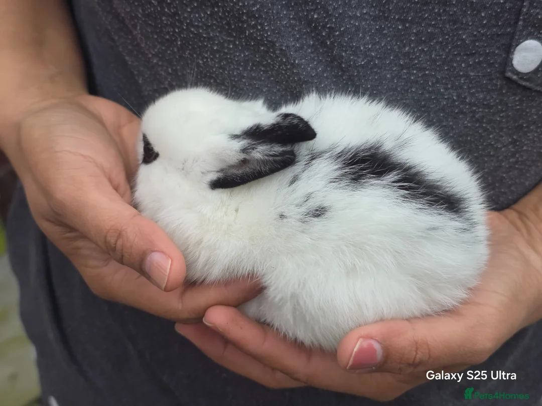 Dutch rabbits for sale: Adorable cute bunnies, male and female  - Advert 2