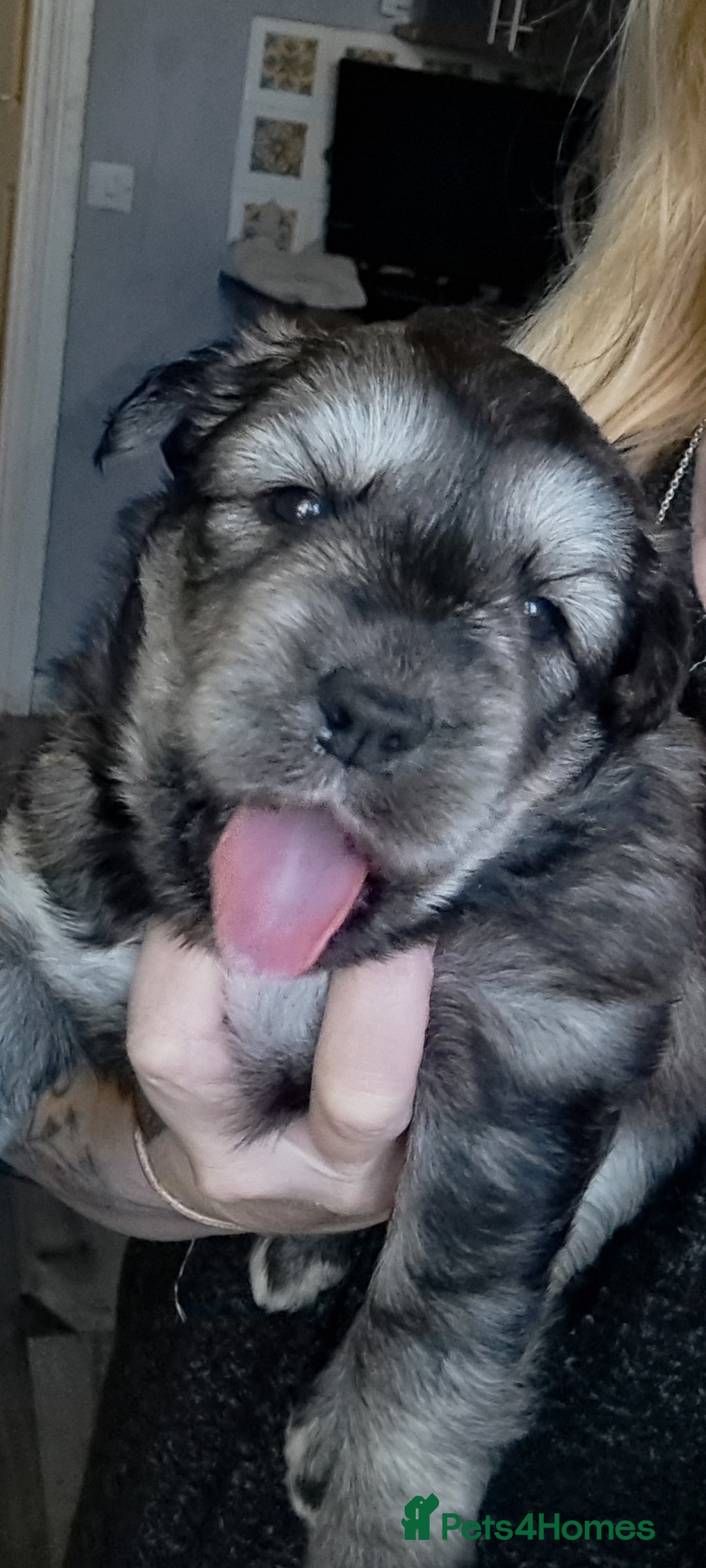 Mixed Breed dogs for sale: Husky x Lab Pup - Advert 1