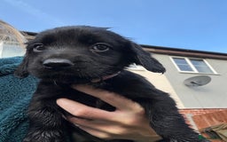 Cocker Spaniel dogs for sale: Cocker spaniel black bitch - Image 2