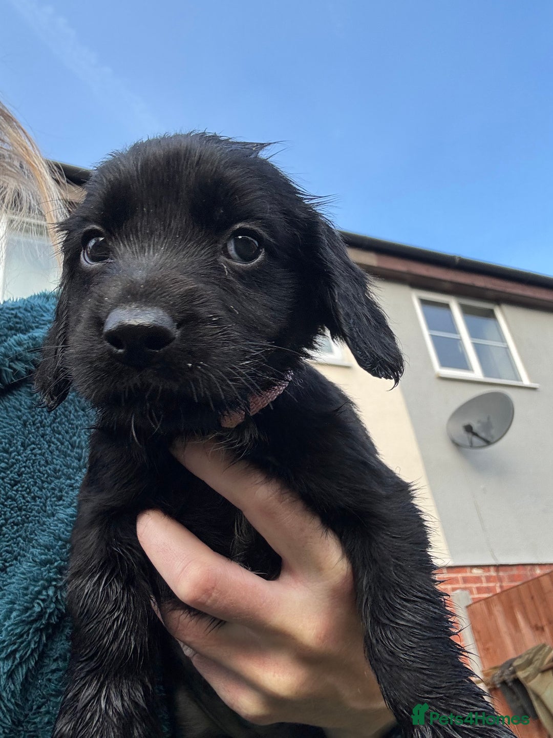 Cocker Spaniel dogs for sale: Cocker spaniel black bitch - Image 2