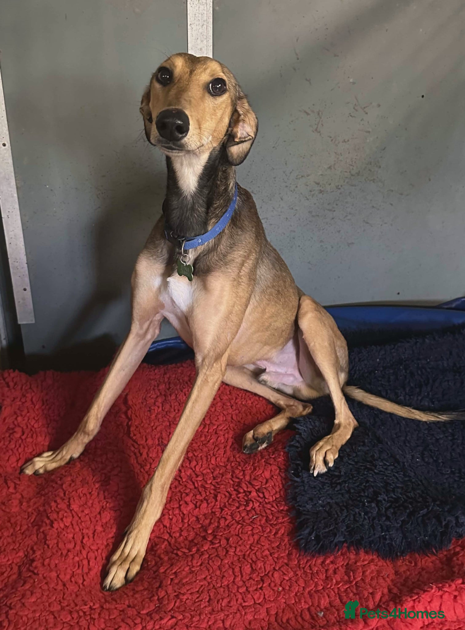 Lurcher dogs ODIN, male lurcher in rescue - Advert 12