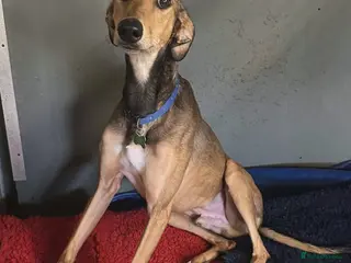 Lurcher dogs ODIN, male lurcher in rescue - Advert 9