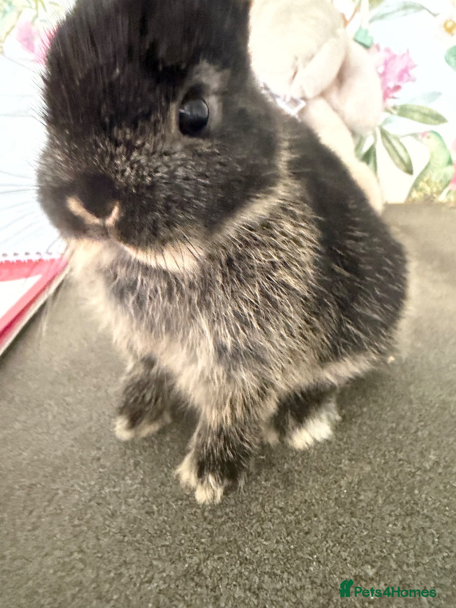 Netherland Dwarf rabbits Netherland dwarfs  - Advert 2