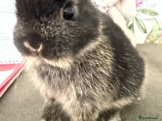 Netherland Dwarf rabbits Netherland dwarfs - Advert 5